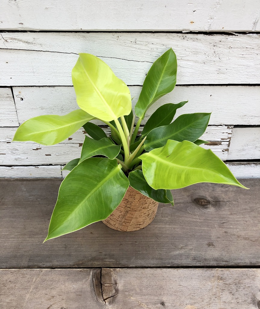 Philodendron Lemon Lime Care Tips for a Happy and Healthy Plant