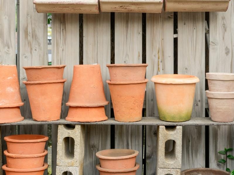Worms in Plant Pots What You Need to Know
