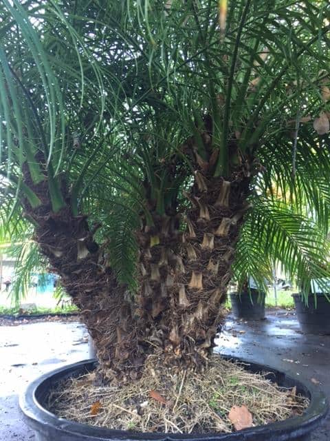 Landscaping with Pygmy Date Palms A Guide to Creating a Stunning Outdoor Space