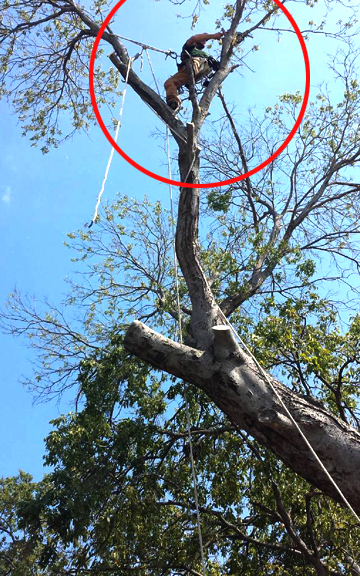 Tree Monkey Tree Service Maintaining and Protecting Your Trees