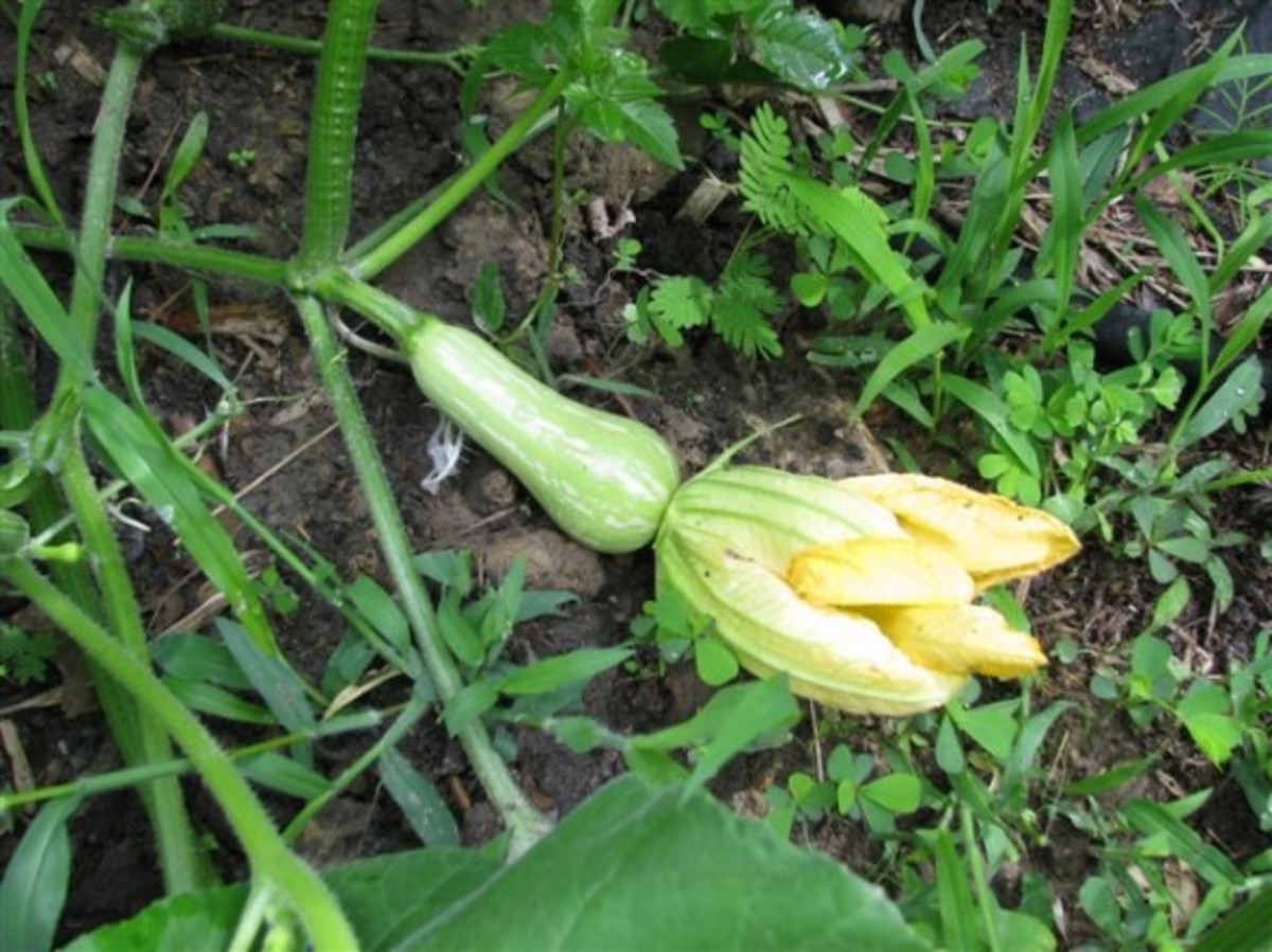 Growing Butternut Squash in Containers A Beginner