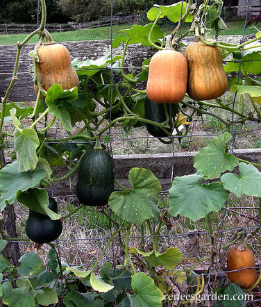 Growing Butternut Squash in Containers A Beginner