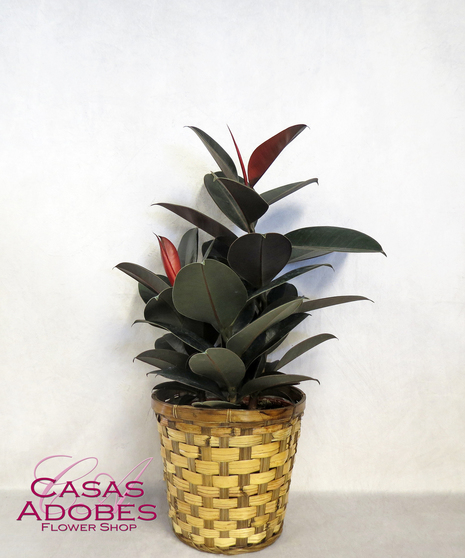 Burgundy Rubber Plant Care Everything You Need to Know